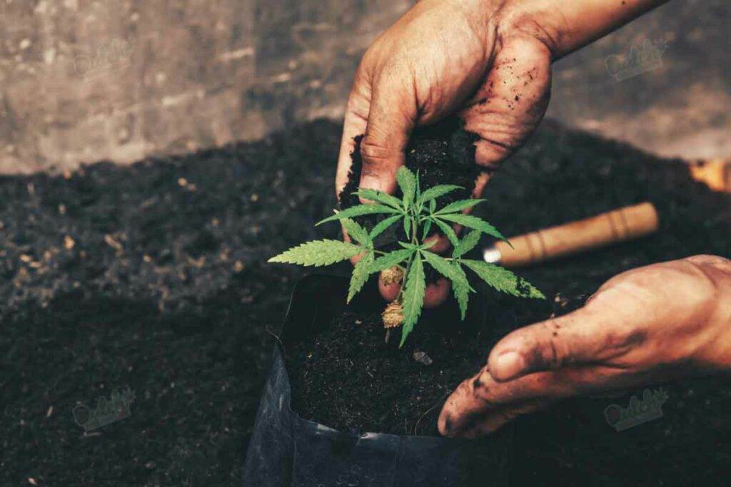 How Deep To Plant Autoflowering Seed