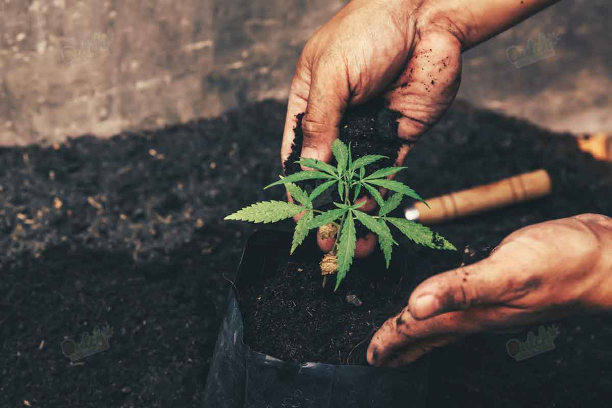 Germination Guide Planting Autoflower Seeds Directly In Soil
