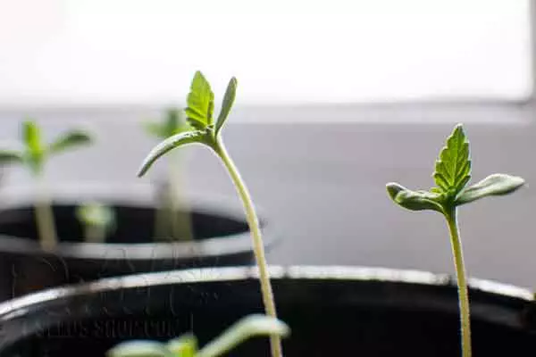 How Deep To Plant Cannabis Seedlings After Germination