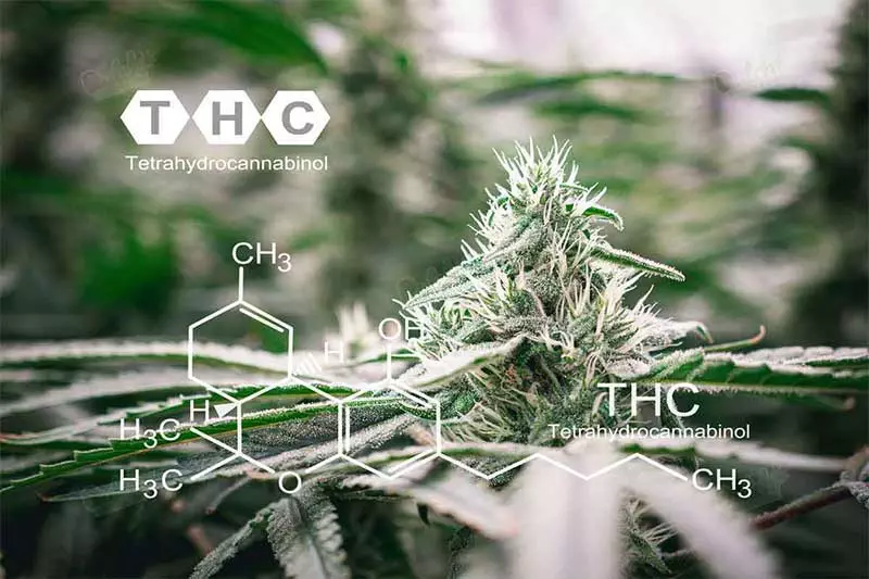 How Indica and Sativa Affect THC and CBD Levels