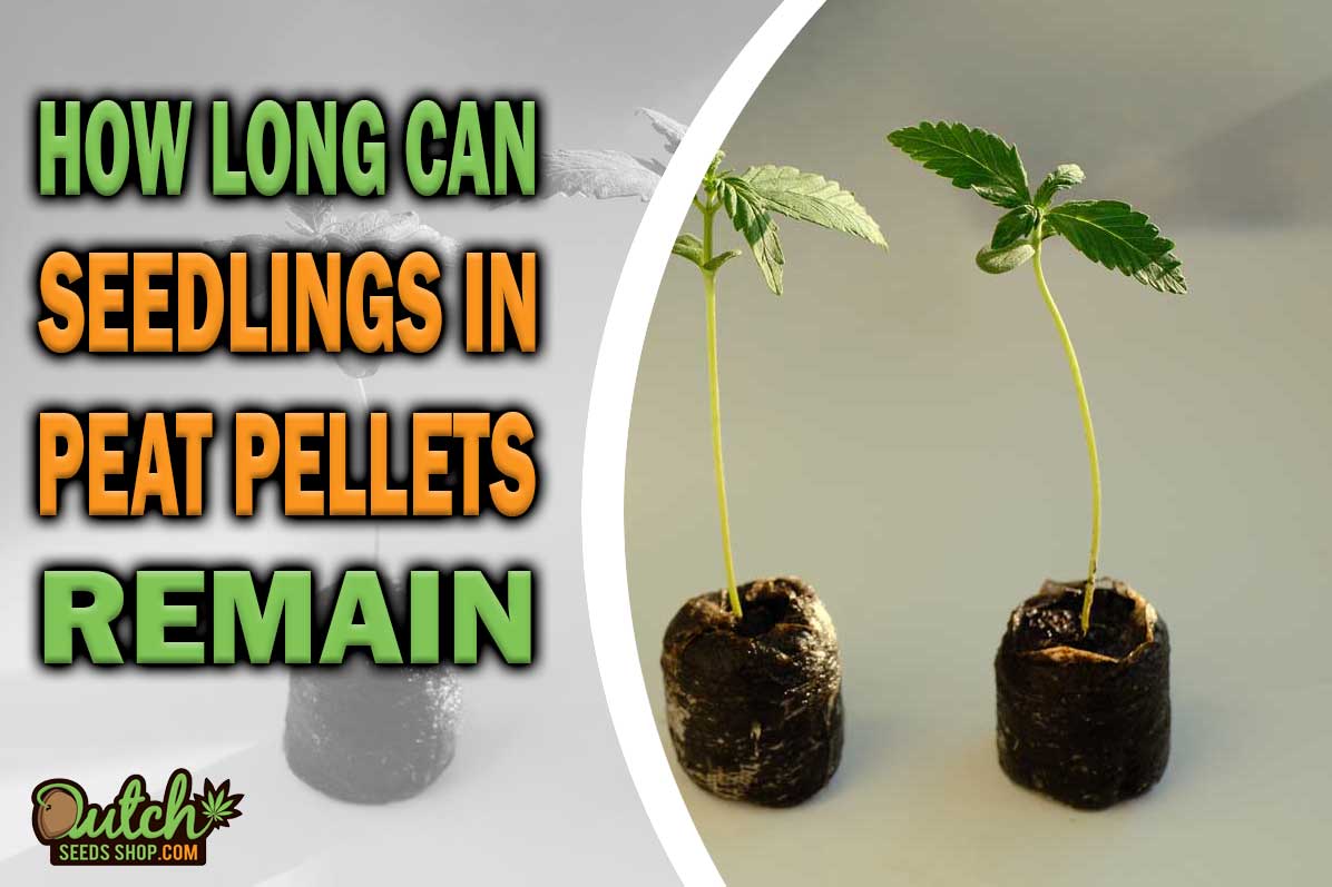 How Long Can Seedlings Stay in Peat Pellets