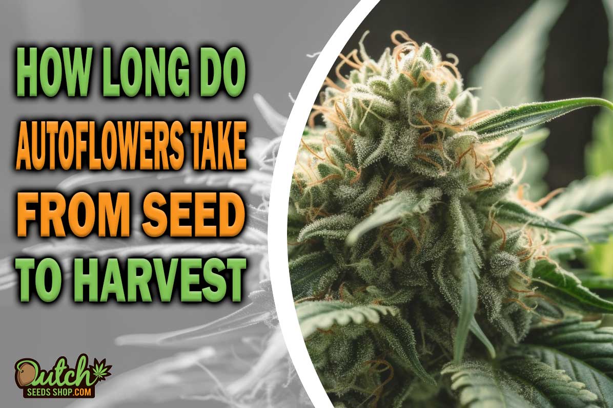 How Long Do Autoflowers Take From Seed To Harvest