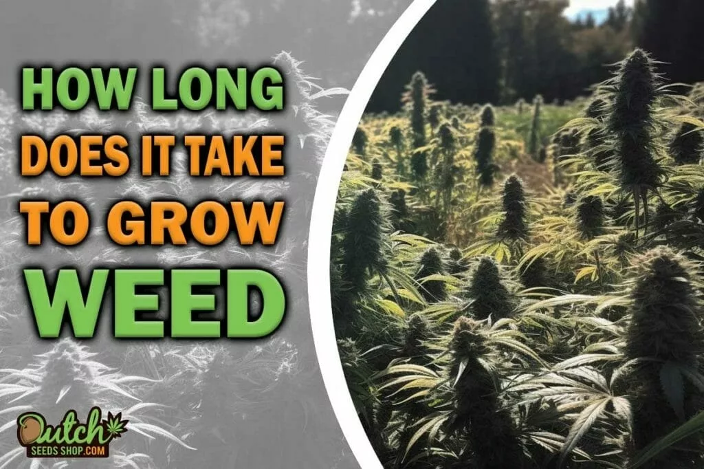 How Long Does It Take to Grow Weed Plants