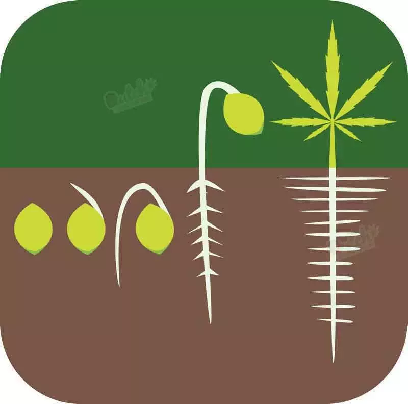 How Long Does Take Germination For Autoflowers Strains