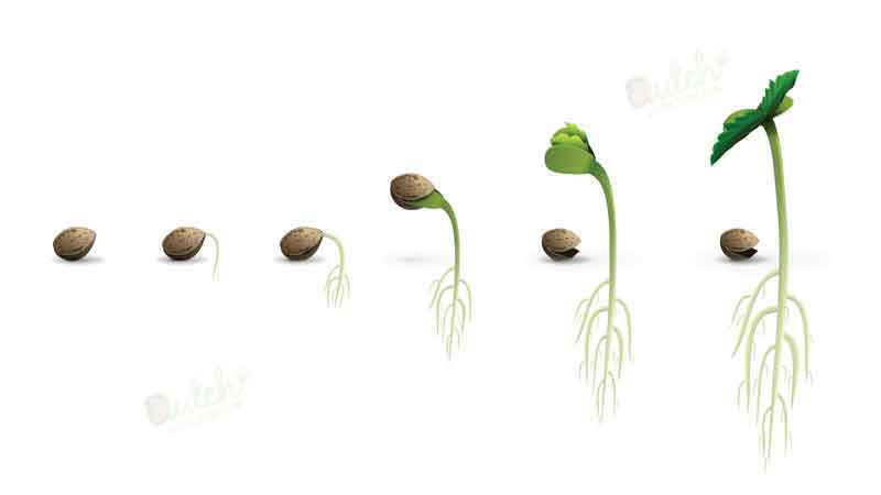 How Long For Germinated Hemp Seeds To Break Surface