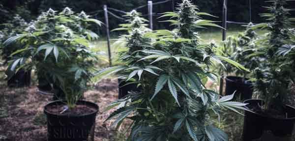 How Long It Takes To Grow Buds Outdoors