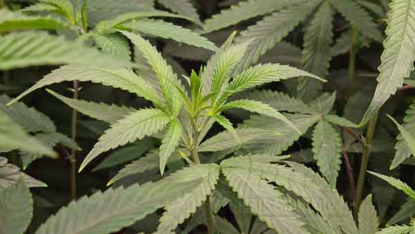 How Long Should You Keep Your Marijuana Plants in a Vegetative Stage