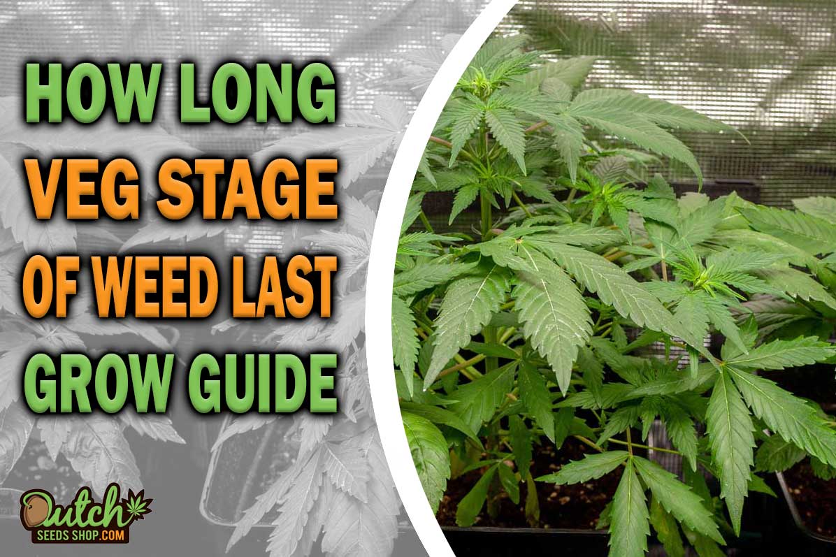 Grow Guide: How Long Vegetative Stage Of Weed Last