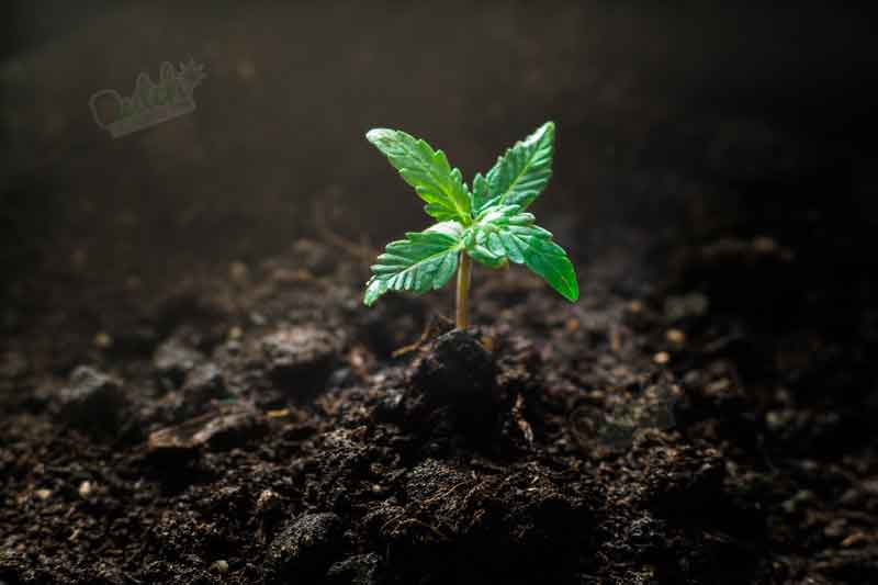 How Many Leaves Should Healthy Seedlings Plant Have?