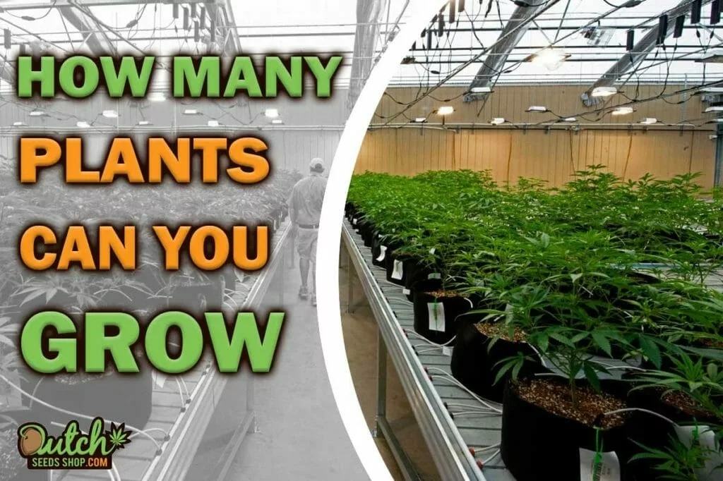 How Many Plants Can You Grow With a Growers License