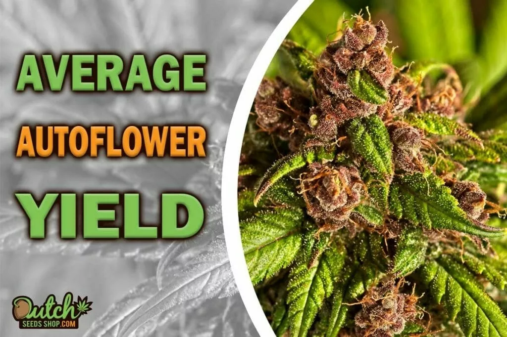 How Much Can Autoflower Yield Average Per Plant