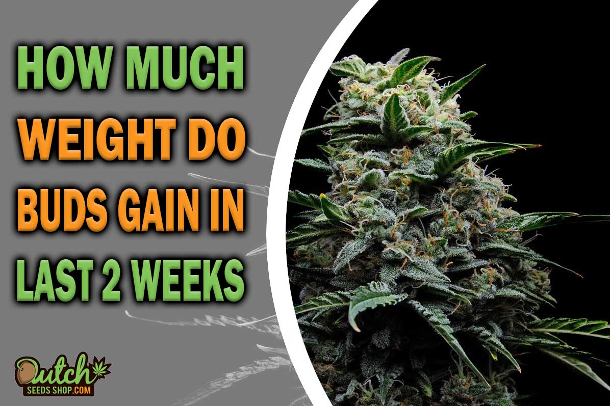 How Much Weight Do Buds Gain in the Last 2 Weeks