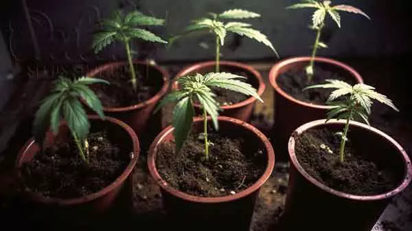 How Temperature Affects Seedlings Growth