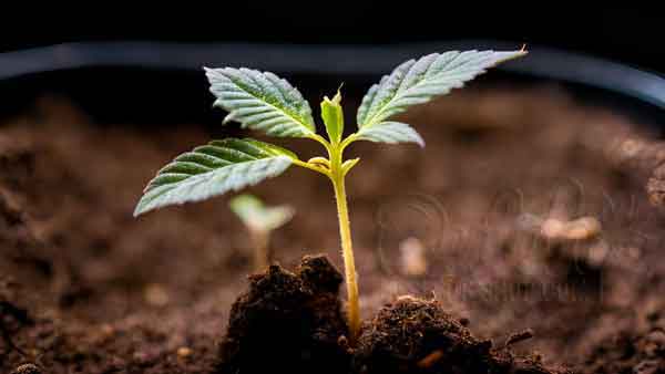 How To Care Properly For Cannabis Seedlings Grow