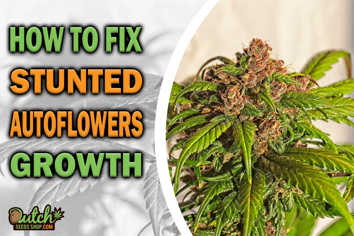 How to Tell and Fix Stunted Autoflowers Growth
