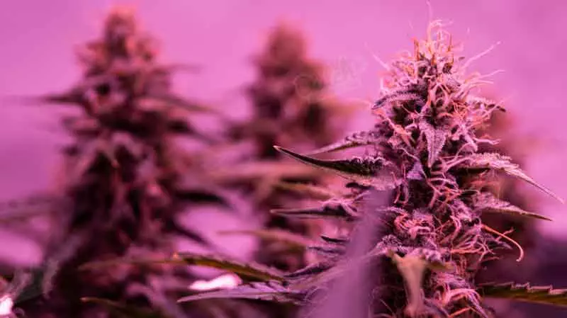 How To Get High Yields From Autoflowering Strains?