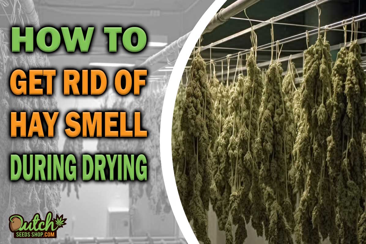 How to Get Rid of Hay Smell During Drying