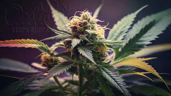 How To Grow Cannabis Plants In Every Stage Week By Week Guide