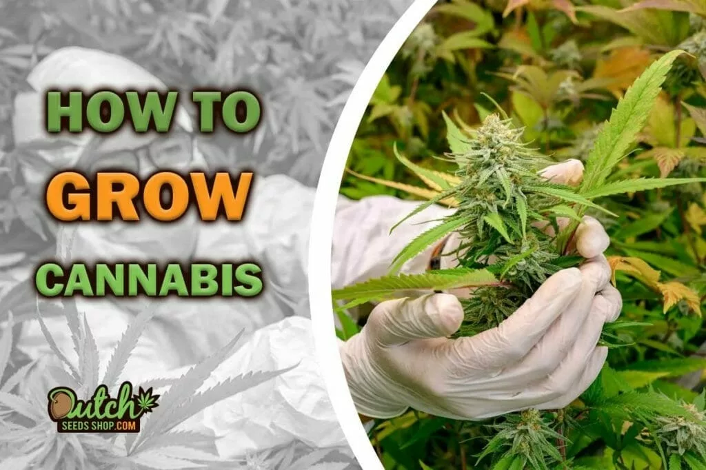 Growing Marijuana 101: A Complete Guide on How to Grow Weed