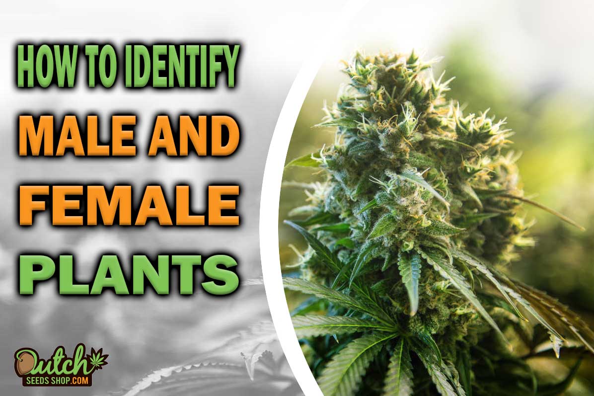 Weed Sexing: How to Identify Male and Female Plants