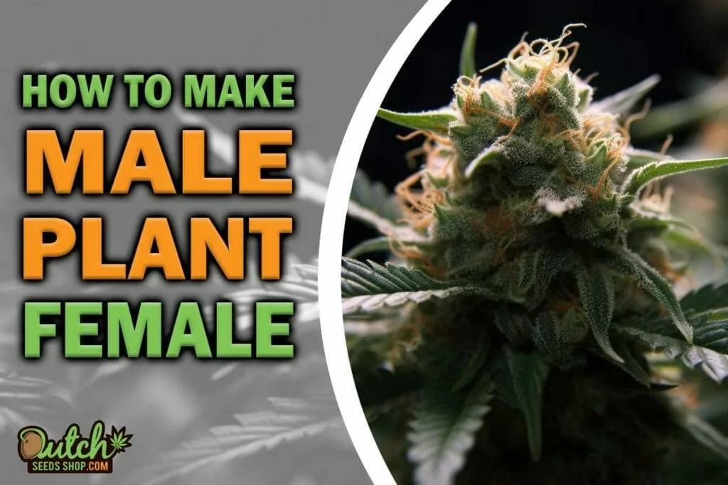 How to Make a Male Plant Female