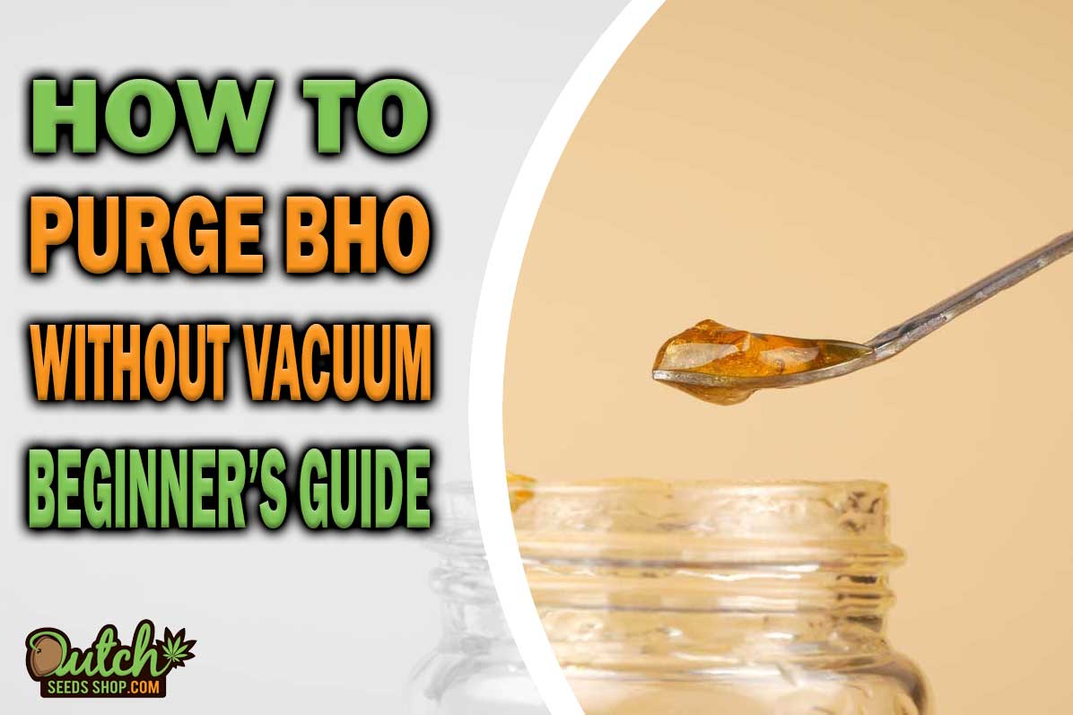 How to Purge BHO Without a Vacuum: A Beginner’s Guide