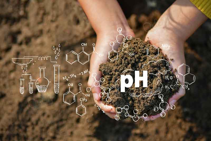 How To Test Soil PH Levels