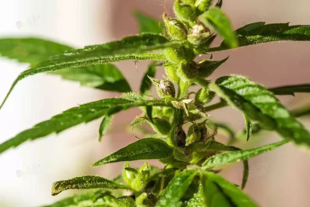 How are Marijuana Seeds Produced?