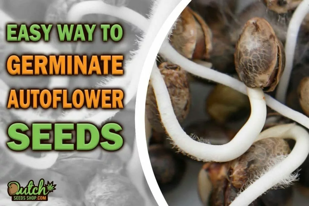 How to Germinate Autoflower Seeds: A Step-By-Step Guide