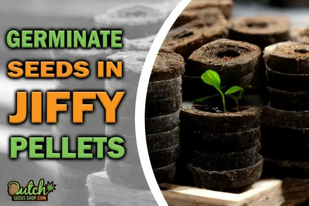 How to Germinate Marijuana Seeds in Jiffy Peat Pellets