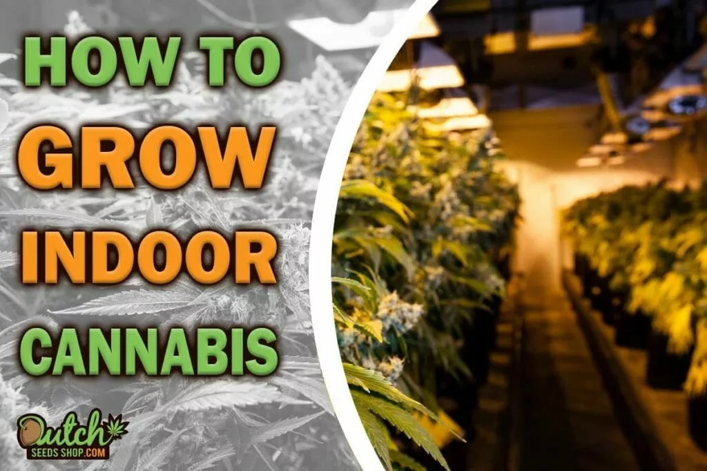 How to Grow Indoors: A Complete Guide to Cannabis
