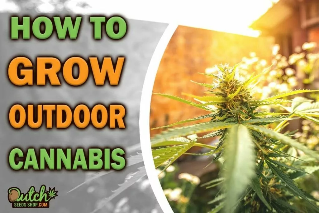 How to Grow Outdoors: A Complete Guide to Cannabis