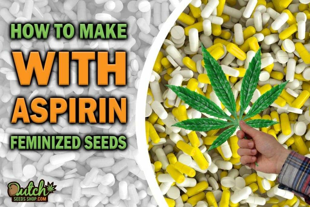 How to Make Feminized Cannabis Seeds With Aspirin