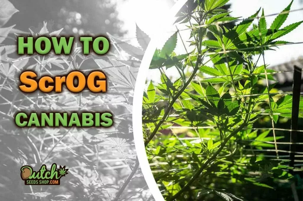 How to ScrOG: Growing Cannabis Plants With Screen of Green