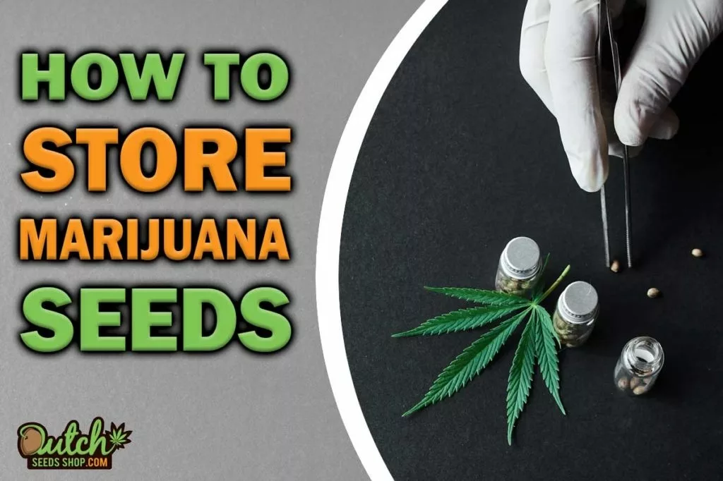 How to Store Marijuana Seeds and Preserve for a Long Time