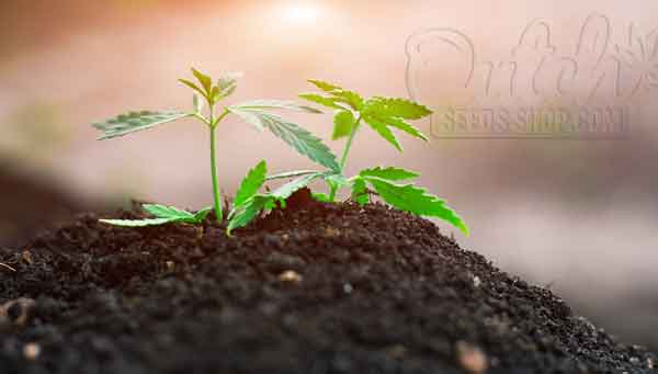 Humidity Fluctuations And Their Impact On Baby Cannabis Grow