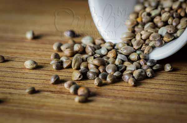 Ideal Cannabis Seeds Conditions For Preserving And Storing
