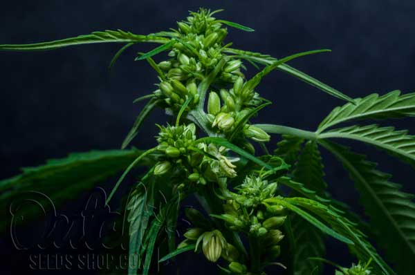 Identifying Male Cannabis Plants