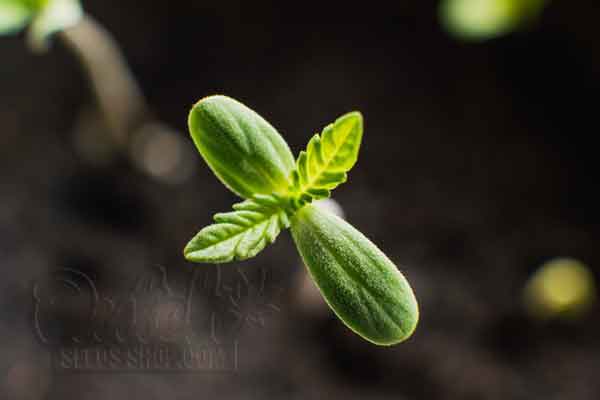 Importance Of A Cannabis Seedlings