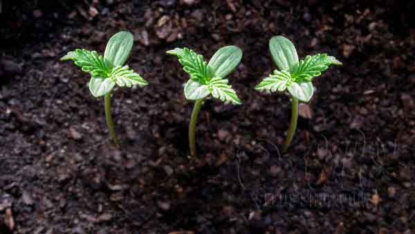 Importance Of Cannabis Seedlings Stage