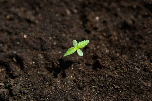 Importance Of Temperature And Humidity For Seedling Growth