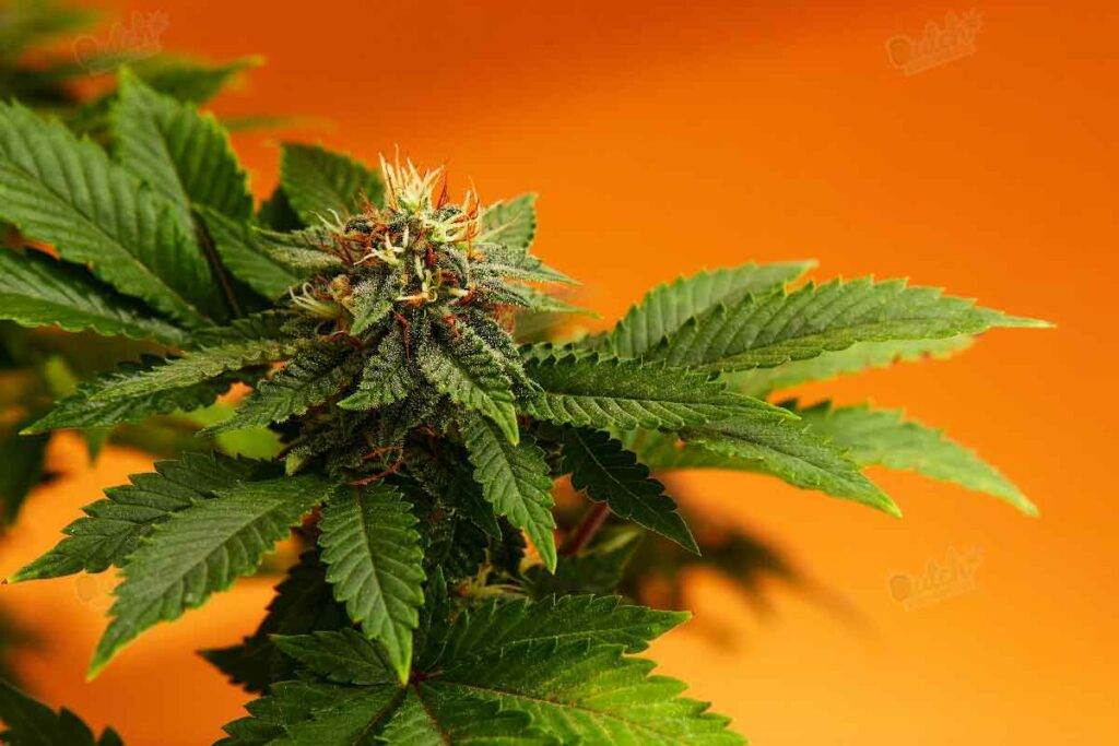 Indica Cannabis Plants