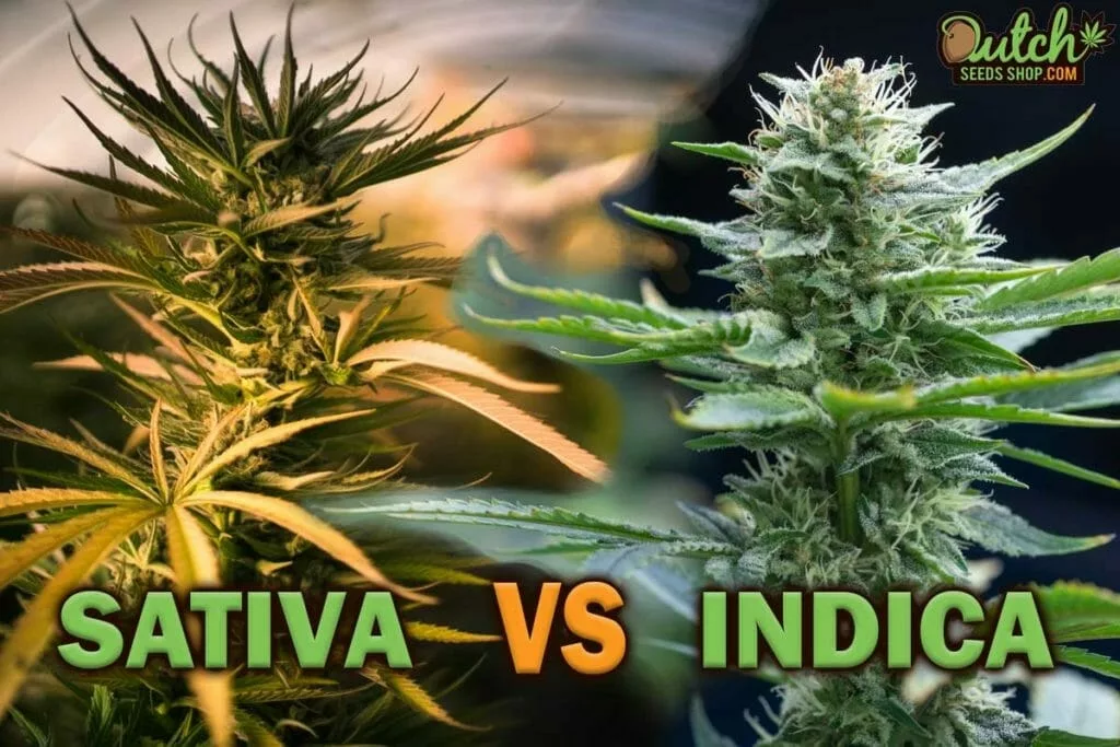 Indica vs Sativa: Differences Explained