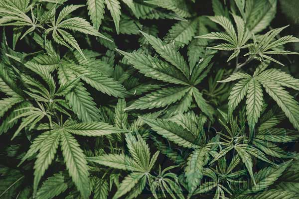 The Leafy World Of Cannabis Leaves - Dss