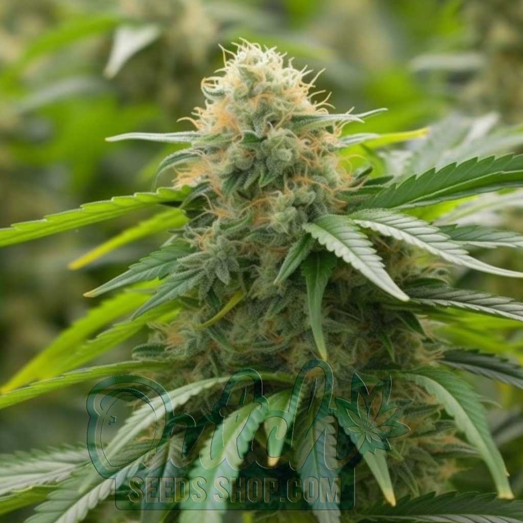 Buy Jack Herer Autoflower Cannabis Seeds For Sale - DSS