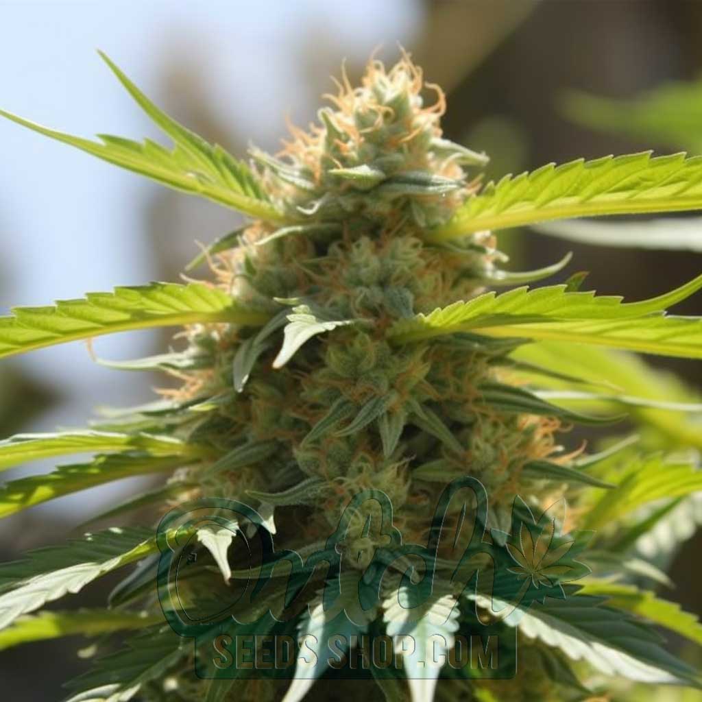Buy Feminized Khalifa Kush Cannabis Seeds For Sale - DSS