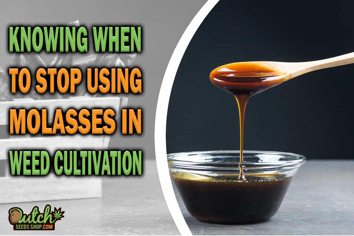 Knowing When to Stop Using Molasses in Cannabis Cultivation
