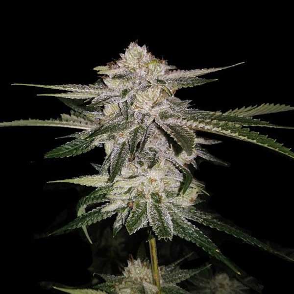 Buy Kushberry Feminized Cannabis Seeds For Sale - DSS