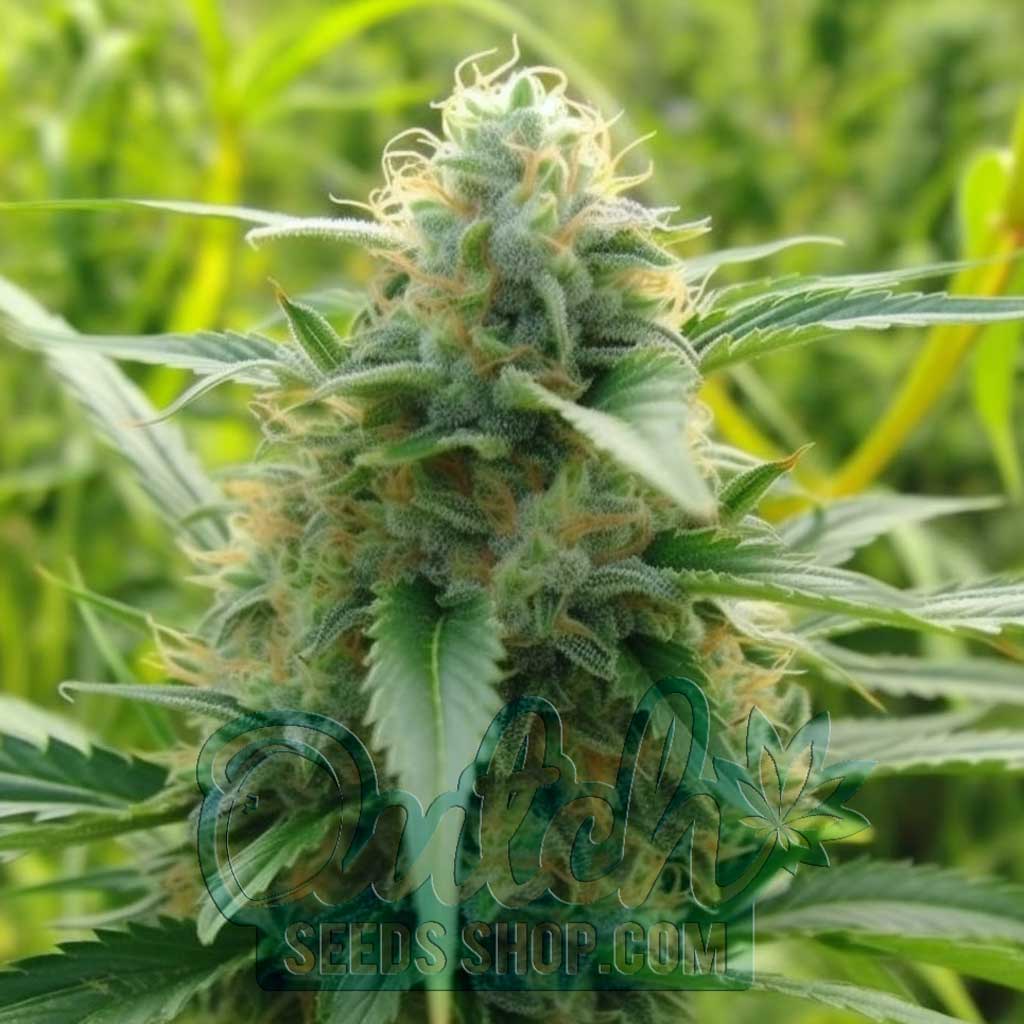LSD Feminized Seeds