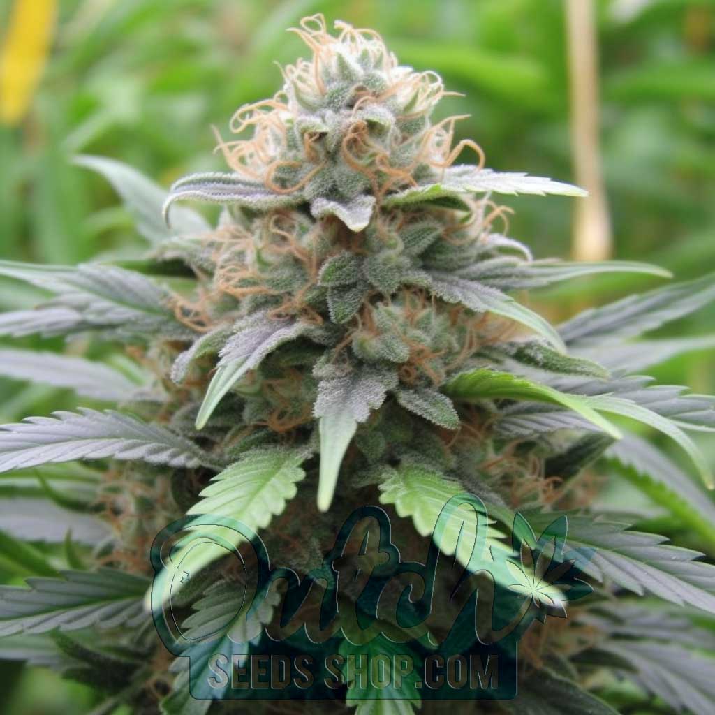 Lamb’s Bread Feminized Seeds – : 5 seeds